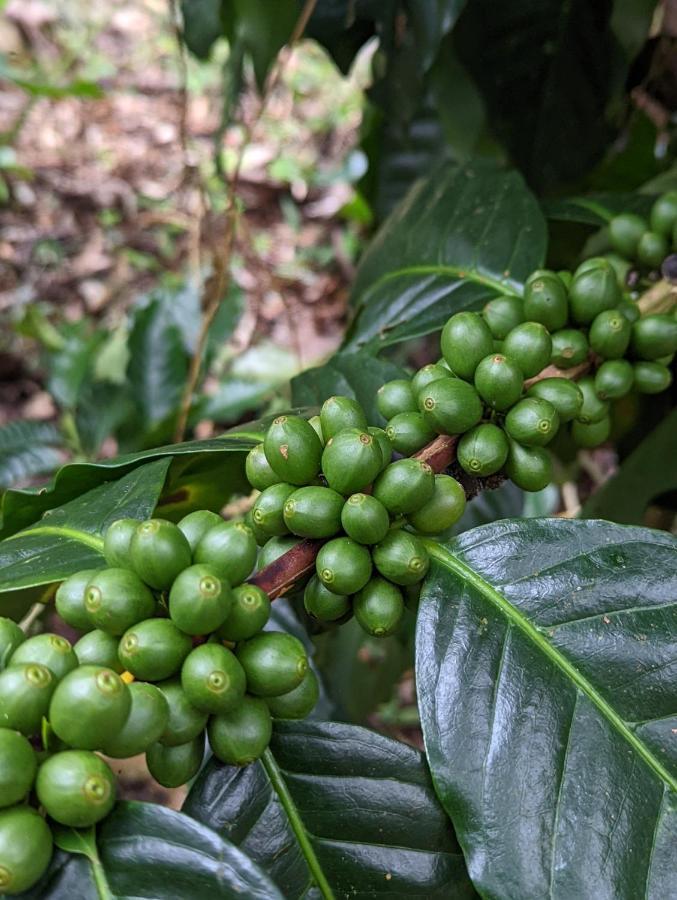 San Ramón Batsu Ecolodge & Coffee Farm מראה חיצוני תמונה