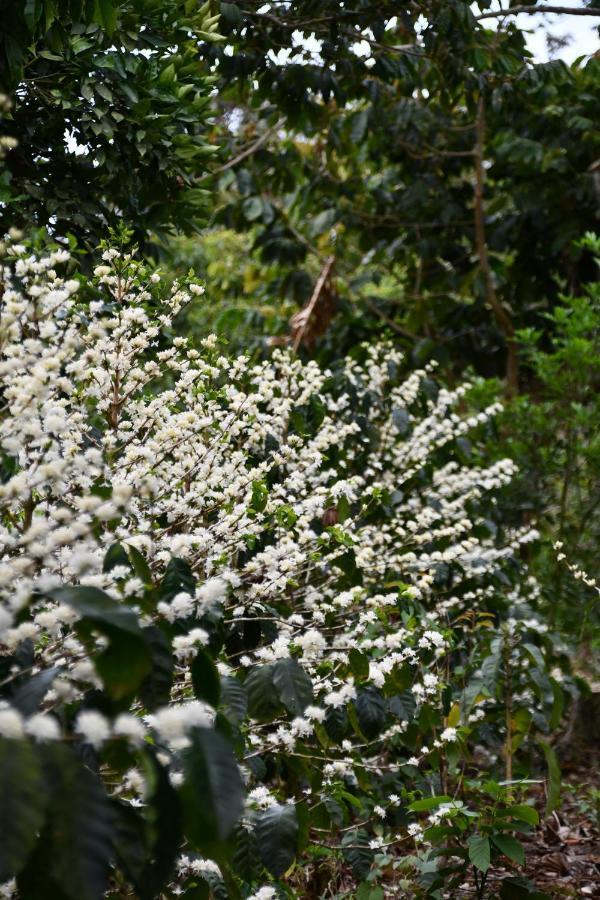 San Ramón Batsu Ecolodge & Coffee Farm מראה חיצוני תמונה
