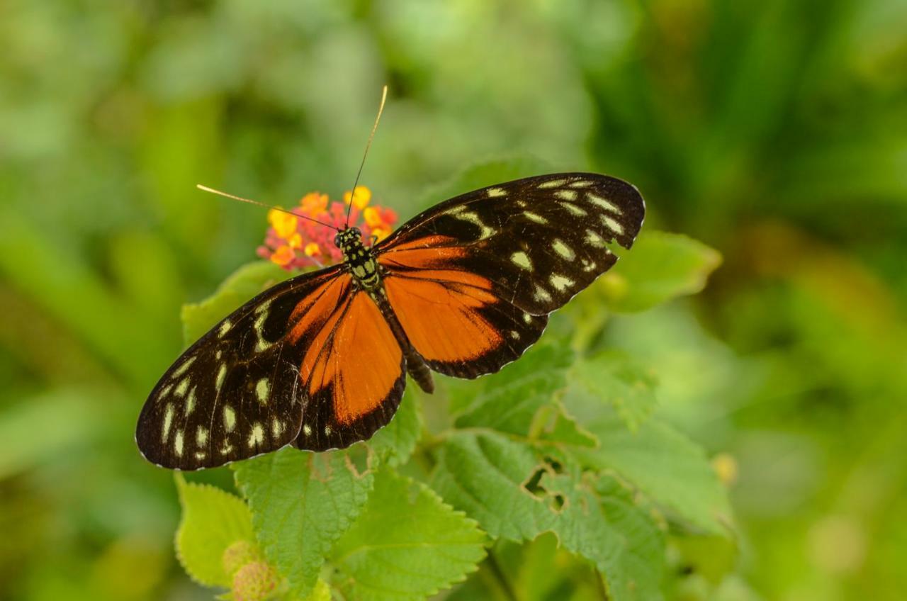 San Ramón Batsu Ecolodge & Coffee Farm מראה חיצוני תמונה