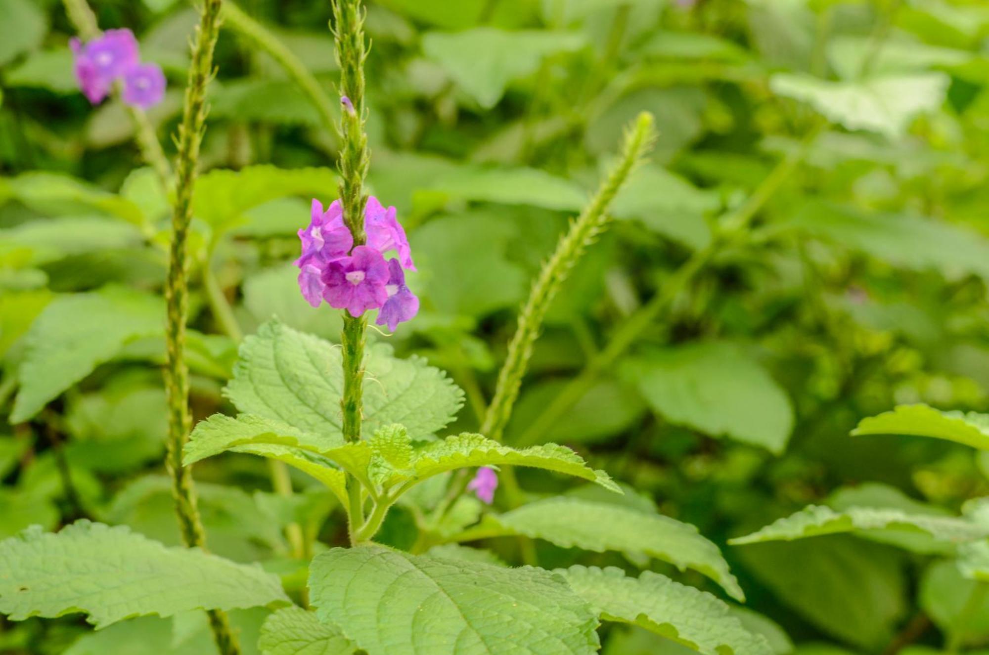 San Ramón Batsu Ecolodge & Coffee Farm מראה חיצוני תמונה